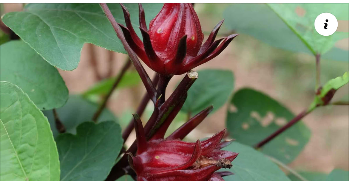 Fleur hibiscus ( Bissap- foléré)